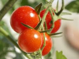terrine de tomates