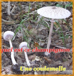 Coulemelle